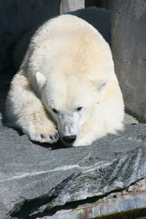 Eisbär   polar bear by hadot
