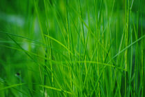Green grass von Admir Idrizi