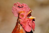 Rooster cock-a-doodle-doo  von Admir Idrizi