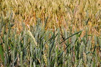 Weizen - Wheat von ropo13