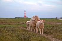 Sheep at westerhever Lighthouse,  by dreamtours