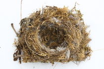 Vogelnest  Bird nest by hadot