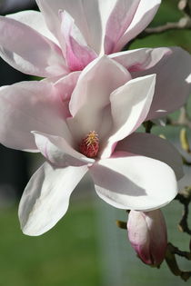 Magnolienblüte  Magnoliaflower by hadot