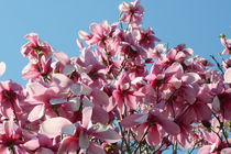 Magnolienbaum  Magnolia by hadot