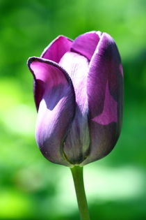 Lila Tulpe  purple tulip by hadot