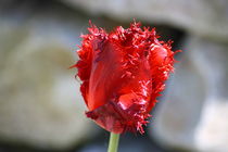 rote Tulpe  red tulip von hadot