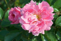 Rosenblüte Rose Flower by hadot