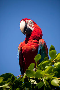 Scarlet Macaw by dreamtours