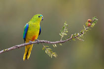 Orange-bellied Parrot by bia-birdimagency