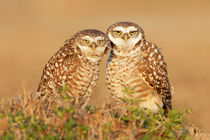 Burrowing Owl by bia-birdimagency