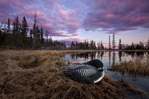 Great Northern Loon by bia-birdimagency