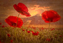 A Poppy Kind of Morning by Debra and Dave Vanderlaan