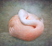 The Sleeping Flamingo von Pauline Fowler