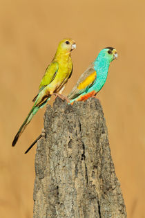 Golden-shouldered Parrot by bia-birdimagency