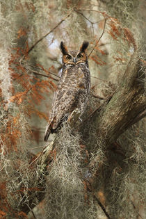 Great Horned Owl by bia-birdimagency