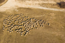 Sheeps from the sky by Gabor Pocza