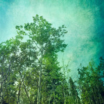 'green woods' von Priska  Wettstein