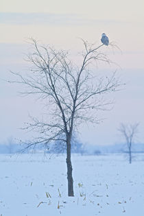 Snowy Owl by bia-birdimagency