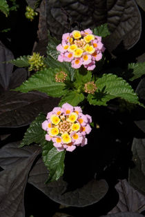 Blüten von Wandelröschen by lorenzo-fp