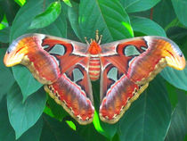 'Riesiger exotischer Schmetterling' von Mellieha Zacharias