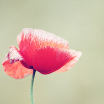 Vintage Poppy von syoung-photography