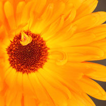 Yellow Flower Heart von syoung-photography