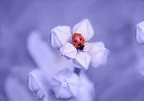 Blue Dream ~ Sleeping Ladybug by syoung-photography