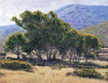Eucalyptus Grove Catalina von Randy Sprout