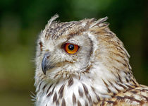 Eagle Owl by John Biggadike