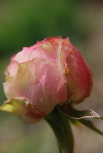 Natures Roses. von rosanna zavanaiu