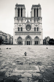 Notre Dame by Daniel Zrno