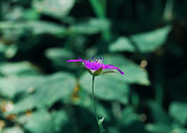 Purple forest flower by Lina Shidlovskaya