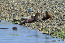 Otters on the Beach at Sooke by Louise Heusinkveld