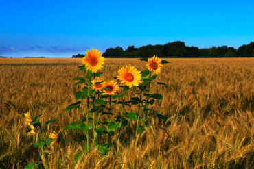 Sunflowers-in-barley0242