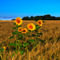 Sunflowers-in-barley0242