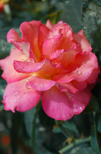 Pink rose von Lina Shidlovskaya