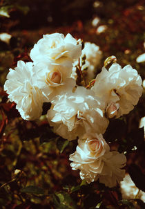 White roses by Lina Shidlovskaya