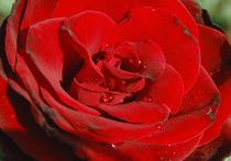 Red rose von Lina Shidlovskaya
