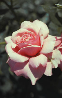 Pink rose by Lina Shidlovskaya