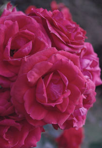 Bouquet of pink roses by Lina Shidlovskaya