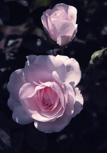 Pink rose by Lina Shidlovskaya
