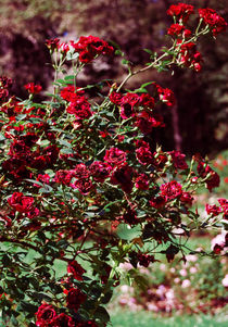 Bush of red roses by Lina Shidlovskaya