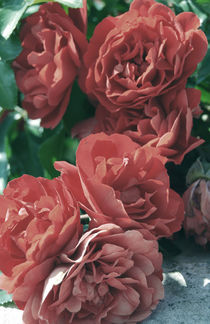 Red roses by Lina Shidlovskaya