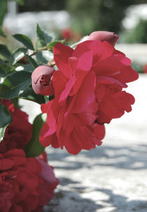 Red rose von Lina Shidlovskaya