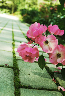 Pink roses by Lina Shidlovskaya