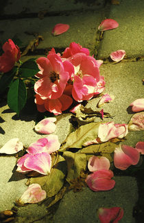 Pink roses with petals by Lina Shidlovskaya