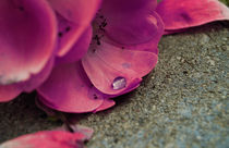 Pink rose petals von Lina Shidlovskaya