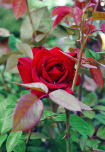 Red rose by Lina Shidlovskaya