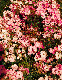 Pink roses by Lina Shidlovskaya