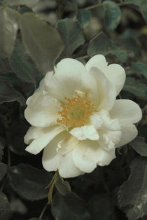 White rose by Lina Shidlovskaya